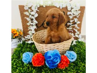 Puerto Rico Golden, Perros Gatos y Caballos
