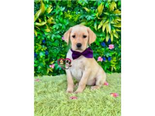 Labradora Nena con papeles , Happy Tails PR 