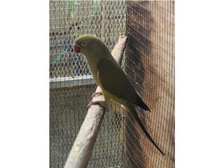 Ringneck hembra ( adulta ) verde oliva, JG Aviario