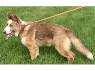German Shepherd AKC isabela panda, RM Pets