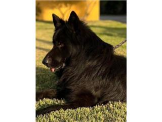 puppies german shepherd AKC, RM Pets