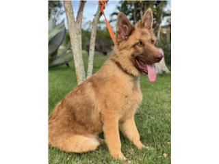 Big bone German Shepherd AKC liver AKC, RM Pets