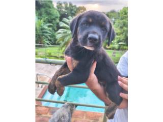 Puerto Rico Box Healers - $200 - Mayaguez, Perros Gatos y Caballos