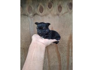 TEA CUP YIRKIE MACHOS CALIDAD, DOG LOVERS