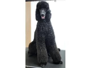 Standard Poodle Hembra con Full AKC y ADN, DPG. INC