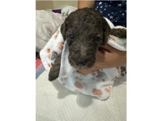 Standard Poodle Merle Nena, Rivera Doodles