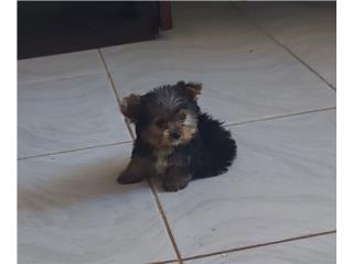 YORKIE TOY MACHO BLACK & GOLD, Puppy