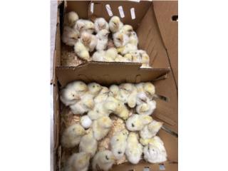HERMOSAS POLLITAS PONEDORA CALIFORNIA WHITE, OUTLET PET CENTER & CENTRO AGRICOLA