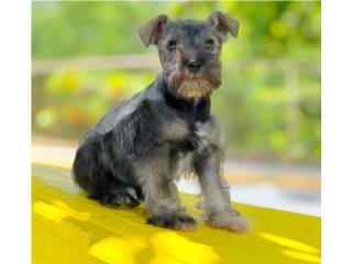 MINI SCHNAUZER SALT AND PEPPER, Puppy Guy