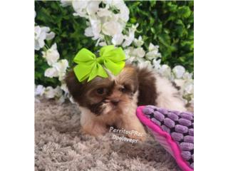 SHIH-TZU TOY HEMBRAS CON PAPELES , Perritos P.R zc