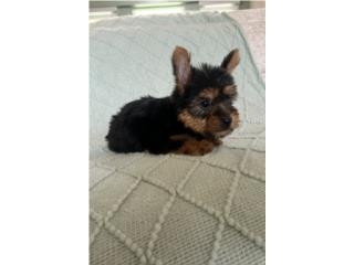 Yorkie Toy chica papeles Puerto Rico