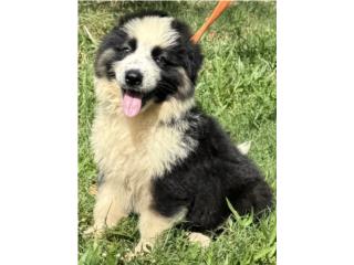 German Shepherd panda AKC, RM Pets