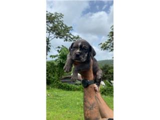 Puerto Rico North American Mastiffs, Perros Gatos y Caballos
