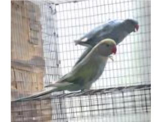 Pareja adulta hilleman azul turquoise 