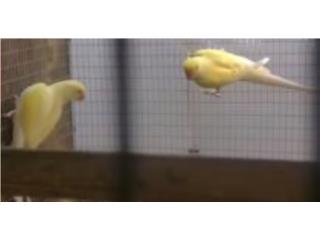 Pareja adulta de ringneck crimino probada