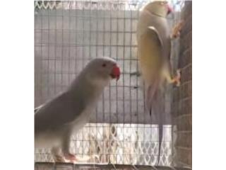 Pareja adulta ringneck violeta cinnamon , JG Aviario