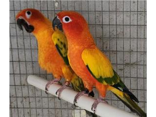 3 pareja de sun conure adulta , JG Aviario