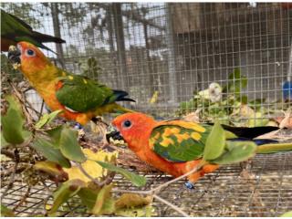 Sun conure machos