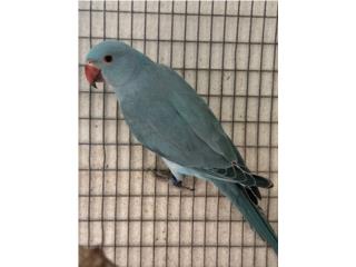 Ringneck azul macho