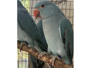 Ringneck hembra azul con adn