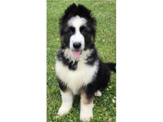 German Shepherd panda AKC, RM Pets