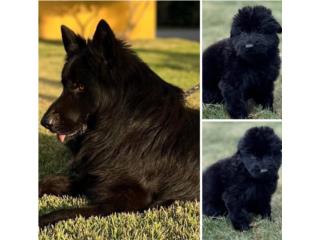 German Shepherd negros AKC, RM Pets