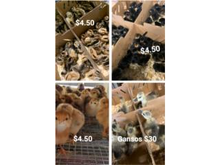 VARIEDAD DE POLLITAS PONEDORAS Y GANSOS, OUTLET PET CENTER & CENTRO AGRICOLA