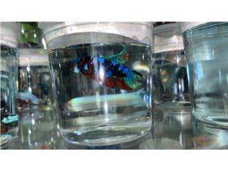 VARIEDAD DE PECES BETTA  Puerto Rico