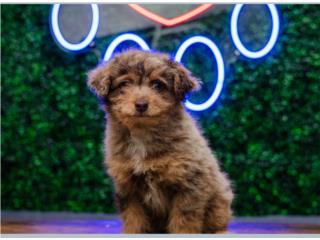 LIBERTY MINI POODLE (VISITANOS EN GUAYNABO), Puppy Love Puerto Rico