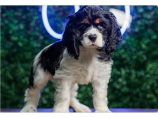 PEGASUS COCKER SPANIEL (VISITANOS EN GUAYNAB), Puppy Love Puerto Rico