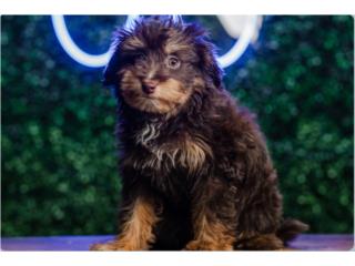 HEARTSTRING MINI AUSSIEDOODLE(VISITANOS EN GU, Puppy Love Puerto Rico