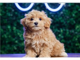 CHEERIO MALTIPOO(VISITANOS EN GUAYNABO), Puppy Love Puerto Rico