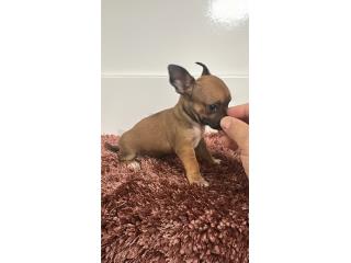 Chihuahua macho , Doble A Pets