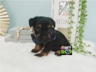 Yorkie toy nene vacunado  Puerto Rico