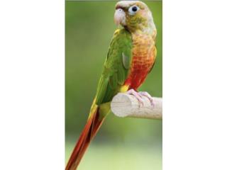 Green cheek pineapple ( hembra), JG Aviario