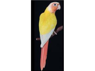 Sun cheek (( hembra )) joven , JG Aviario