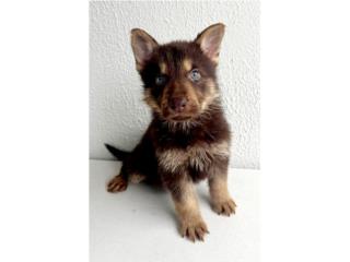 GERMAN SHEPPERD HEMBRA CALIDAD PAPELES AKC  Puerto Rico