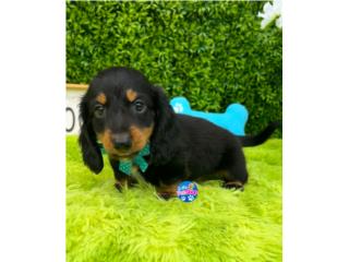 DACHSHUND MINI LONG HAIR CON PAPELES , LITTLE PET SHOP
