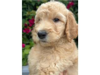 Merlin - Goldendoodle Nene Puerto Rico