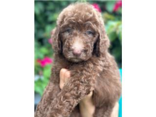 Raven - Goldendoodle Nena Puerto Rico