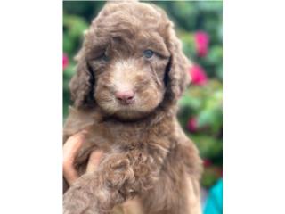 Galahad - Goldendoodle Nene Puerto Rico