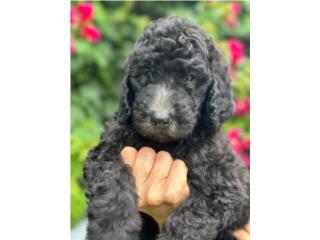 Juniper - Goldendoodle Nena Puerto Rico