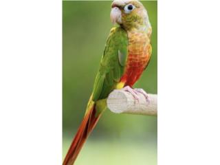 2 green cheek pineapple (( bebe )), JG Aviario