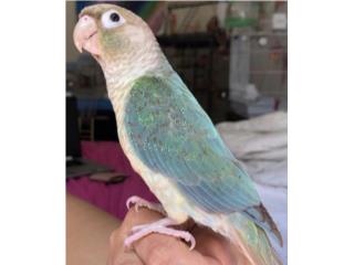 Green cheek pineapple turquesa (( bebe )), JG Aviario