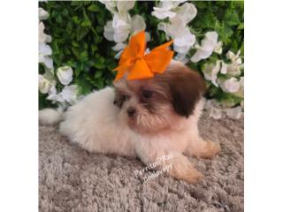 SHIH-TZU TOY HEMBRAS CON PAPELES , Perritos P.R zc