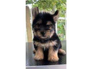 Yorkie Toy hembra PAPELES  Puerto Rico
