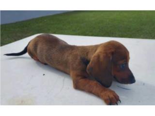 Salchicha mini red hembra, Dachshund World