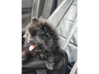 Toy Pomeranian , Puppy Dreams PR