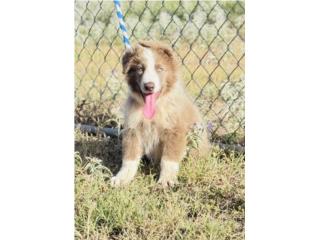 German Shepherd AKC , RM Pets