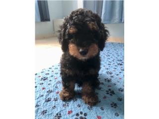 Nimbus - Mini Goldendoodle Macho Puerto Rico